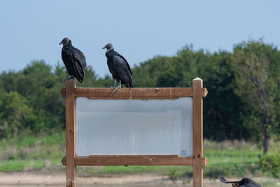 Birds perching on wood against sky