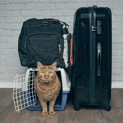 Portrait of cat in cage by luggage on floor