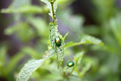 Close-up of insect on leaf