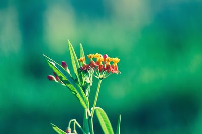 Close-up of insect on red flower