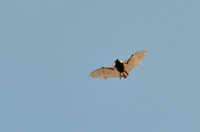 Low angle view of bat flying in clear sky