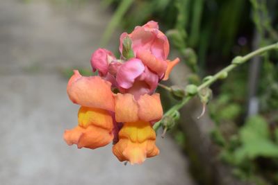 Close-up of pink flowers blooming outdoors