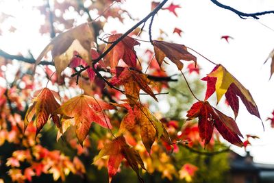 Close-up of autumnal leaves on tree