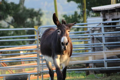 View of donkey in animal pen