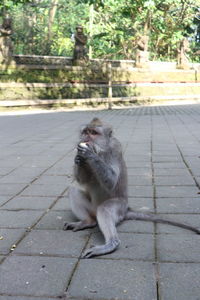 Monkey in ubud forest