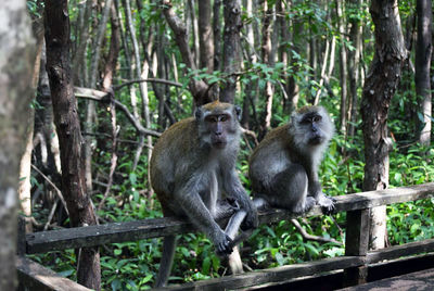 Monkey sitting in a forest