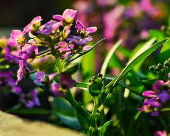 Close-up of purple flowering plants