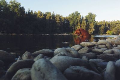 Rocks in river