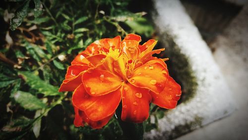 Close-up of orange flower blooming outdoors