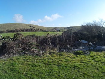 Scenic view of grassy field against sky