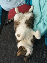 High angle view of cat sleeping on bed
