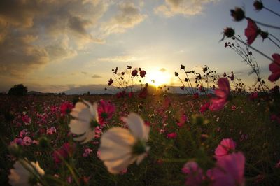 Close-up of flowers growing on field against sky during sunset