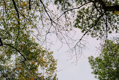 Low angle view of trees against sky