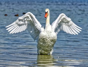 Bird flying over lake