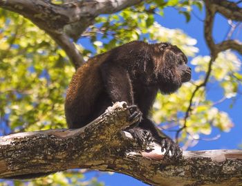 Low angle view of monkey on tree