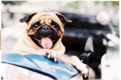 Close-up portrait of a dog