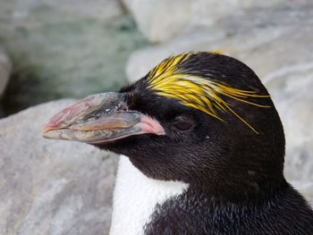 Close-up of an animal