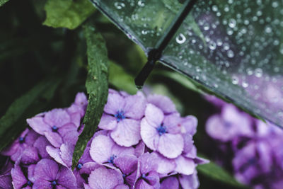 Close-up of wet purple flowers blooming outdoors