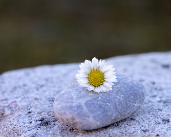 Close-up of white flower on rock