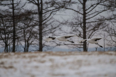 Birds flying over land during winter