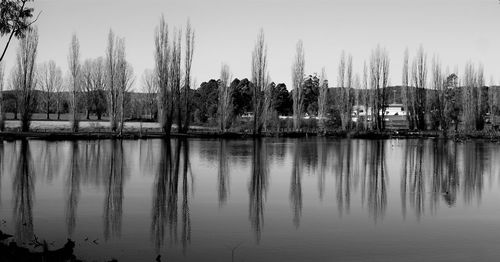 Reflection of trees in water