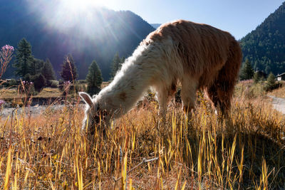 Lama while grazing the grass