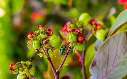 Close-up of insect on plant