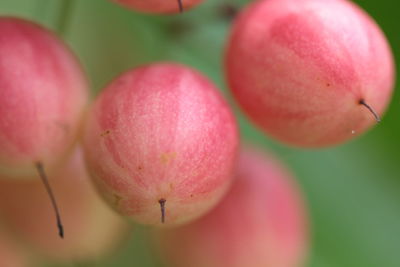 Close-up of strawberry