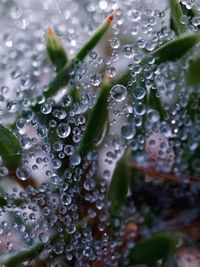 Close-up of water drops on leaves