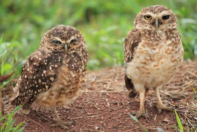 Close-up portrait of owl on field