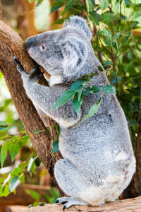 Close-up of animal sitting on tree