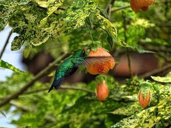 Close-up of bird perching on plant