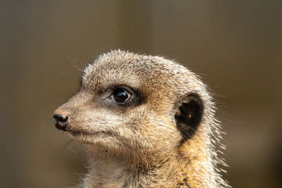 Head shot of a meerkat 