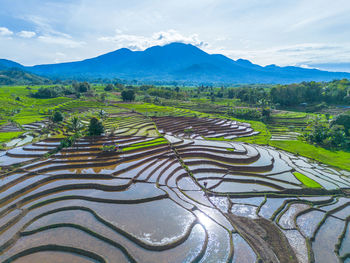 Scenic view of agricultural field against sky