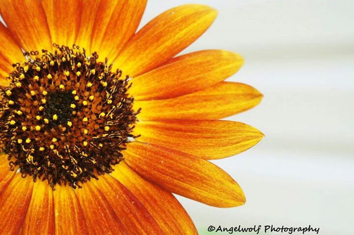 CLOSE-UP OF YELLOW FLOWER