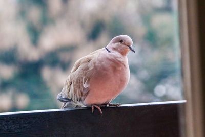 Close-up of bird perching on retaining wall