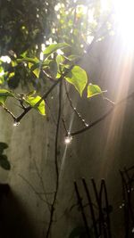 Close-up of sunlight streaming through spider web