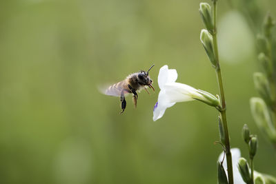 Close-up of insect buzzing by white flower