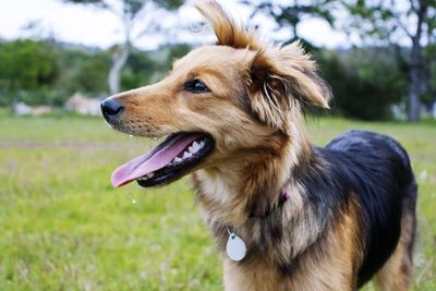 Close-up of dog on field