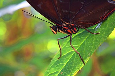 Close-up of butterfly on leaf