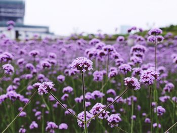 Close-up of purple flowers blooming outdoors