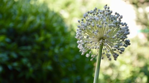 Close-up of flower against blurred background