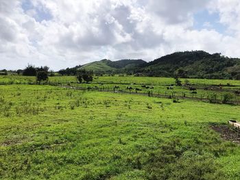 Scenic view of agricultural field against sky