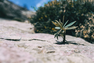 Close-up of flowering plant