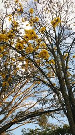 Low angle view of yellow tree against sky