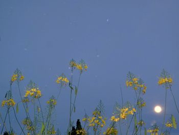 Low angle view of flowering plants against blue sky