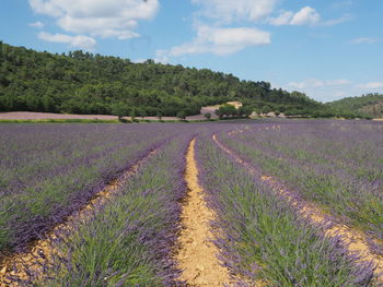 A lavender field 