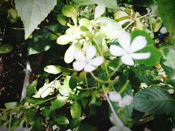 Close-up of white flowers