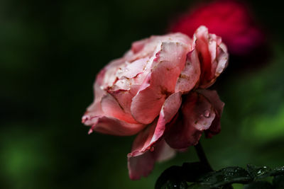 Close-up of rose