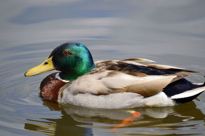 A male mallard duck latin name anas platyrhynchos swimming